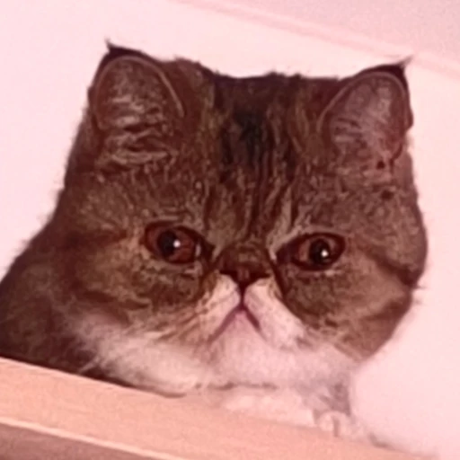 Bruh Cat